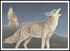 Coyote Cards